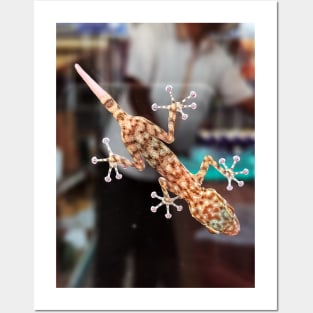 Gecko on a window pane Posters and Art